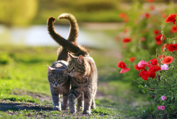 Two tabby kittens walking close to each other on some grass, their tails crossing to shape a heart. To the right of them is a field of red poppies.