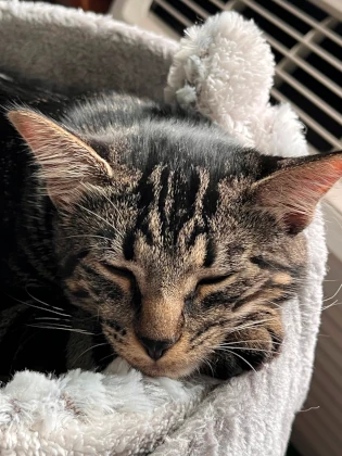 A tabby kitten sleeping in a round fuzzy bed