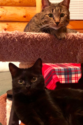 Black and Tabby Cat lying on a cat tree, looking at the camera